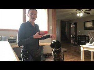 Force Fetch Tutorial for JGHV Dog Owners - Day 1 (Session #1) with Deutsch Drahthaar