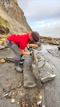 A massive shale landslide led us to an incredible fossil-filled discovery! 🏝️