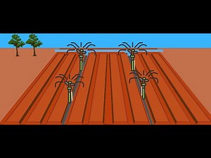 Set up sprinkler irrigation