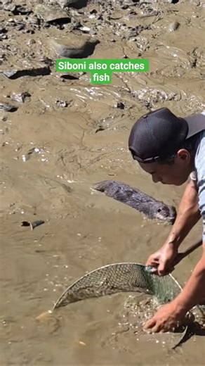 Siboni also catches fish ll Siboni also catches fish #siboni #otter #animals #cute