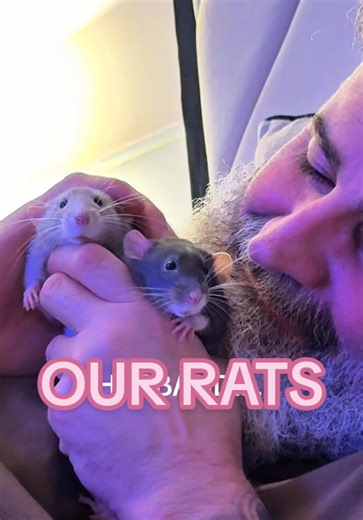Husband's Adorable Rat Love Story