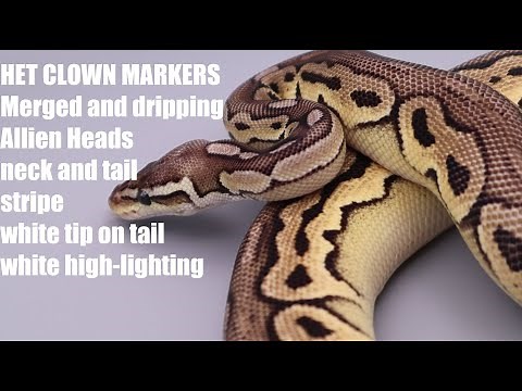 How to spot a Ball Python Het Clown - key markers to watch for!