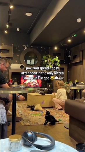 Visit Java Whiskers Cat Café ☕️🐾 link in bio #catcafe #catlovers #kitten #cutekitten