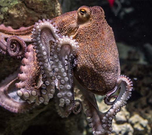 How smart is an octopus?