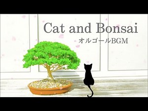 気分が上がる、癒しのオルゴールBGM「Cat and Bonsai」睡眠、リラックス、勉強のおともに♪