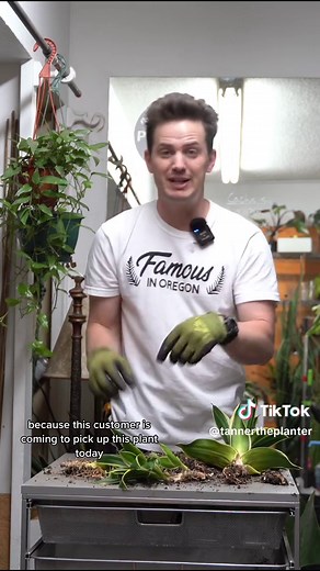 Easy Care Tips for Snake Plant Pups Separation