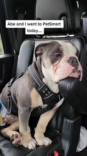 Heartbreaking Moments with Abe the Bulldog