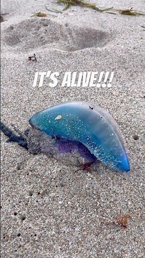 Man-o-war jellyfish moves on command! #beachlifeisthebestlife #floridabeaches #jellyfish