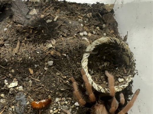 血橙（Theraphosidae sp mandarina）