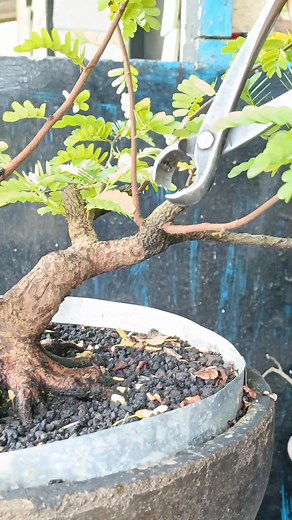 Cut into thin slices #tamarindus #asamjawa #fblifestyle | Karimun Java