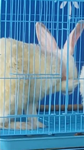 cute rabbit 🐇 loves to laugh while being petted. #rabbit #rabbits #bunny #cutepet #funnyshorts