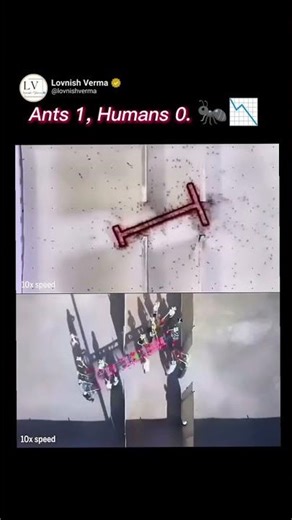 Swarm Tactics: How Ants Solve Spatial Puzzles Faster Than Us #collectivebehavior #adaptivebehaviour