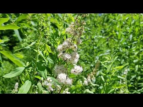 Meet Meadowsweet: A Super Gorgeous Native Shrub