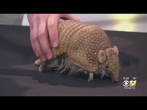 Wild Wednesday: Three-Banded Armadillo