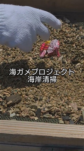 海ガメプロジェクト（海岸清掃）砂浜はゴミが多い