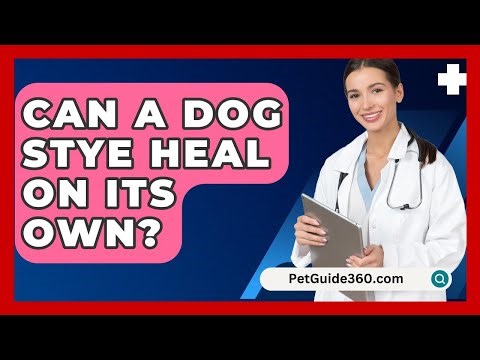 Can A Dog Stye Heal On Its Own? - PetGuide360.com