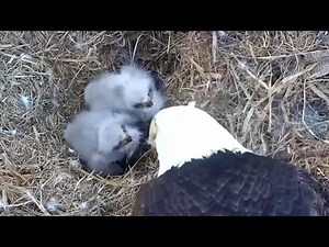 Both eaglets get breakfast feeding from Mom | Dade County Eagle | Dec 25, 2025