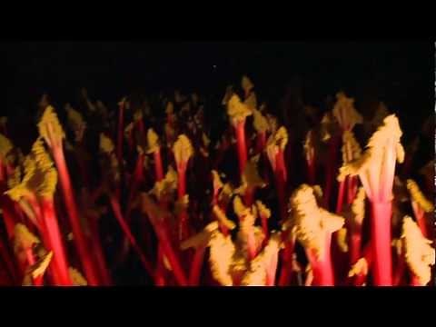 The Rhubarb Triangle