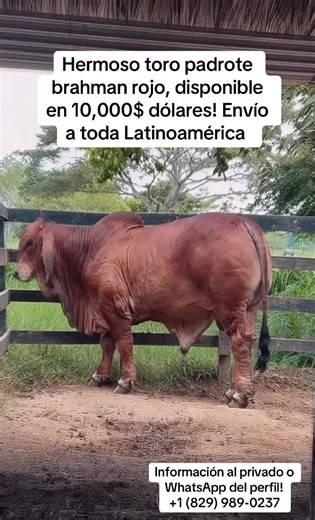 Brahman Cattle Ranching at Hacienda Rodriguez