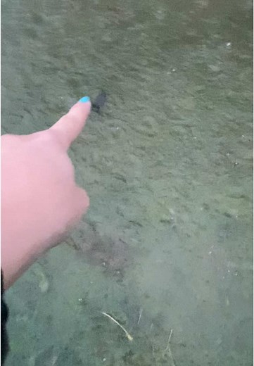 Our friendly backyard frog decided to take a swim and almost got mf flushed away bro #fyp #funny #flooding #frogsoftiktok