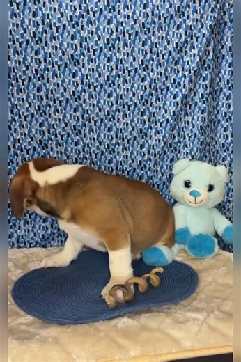 Here's a little showcase introducing you to 💙Jonesy💙 #beabull #cutedog #puppylove #puppyvideos