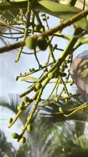 Comoro Tribear seed development update- triple Dypsis hybrid