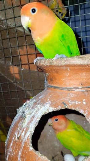 Breeding Pair Love Bird For Sale @3000₹ @Kanhaiyalivestream