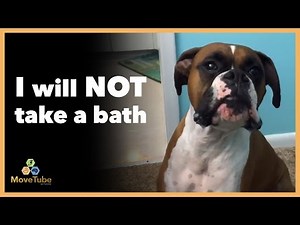 Dogs Talk Back to Owners - Funny MoveTube