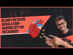 Blood Pressure Regulation - Baroreceptor Mechanism