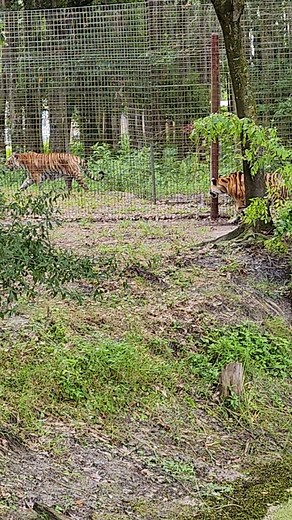 #625 Dutchess Tiger spying on Jasmine Tiger taking a morning swim in Tiger Lake. #morninginspiration #reels #shorts #morningroutine #reelsviral #GoodMorningYall #goodmorning #morningvibes #sanctuaryreels #reelsvideo #goodmorningpost #animalreels #bigcatrescue #sanctuary #wildlife #nature #dailyreels #naturereels #daily #NATURE #naturevideo #bigcat #viralshorts #walkabout #catvideo #hello #funnycats #paws #funny | Big Cat Rescue