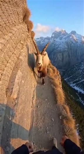 🐐 Mountain Goat Blocked My Path 😨 POV