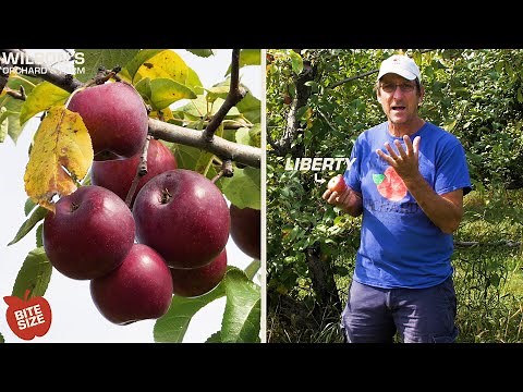 Liberty Apples | Bite Size