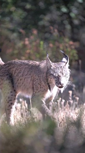 The Secret Life of the Bobcat! #shorts #wildlife #animalshorts