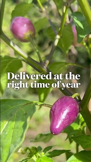 Grow Your Own Vegetables | Fresh, Healthy Harvests Made Simple