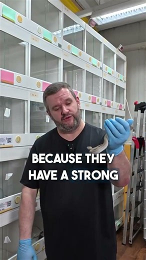 Why Carpet Python wants to bite you ? ft. ‪@starpythons‬