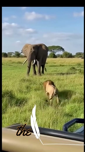 Watch some animal reactions against predator attacks