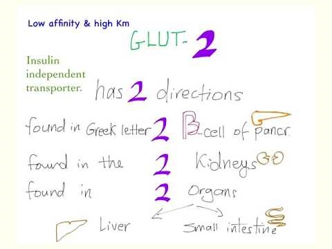 Glucose transporter 2 (GLUT-2) mnemonic