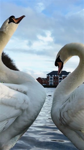 Beautiful Swan Moment 🦢