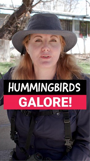 The Paton Center for Hummingbirds is hotspot that’s been drawing bird-lovers in since 1973. It began when Wally and Marion Paton opened their yard to anyone curious about the hummingbirds coming to their feeders. Over time the property became one of the most recognized birding stops in southern Arizona, and it still keeps the same open, welcoming setup the Paton’s created. Hummingbirds are the main draw, especially Broad-billed, Violet-crowned, Black-chinned, Anna’s, and Rivoli’s. You’ll also se