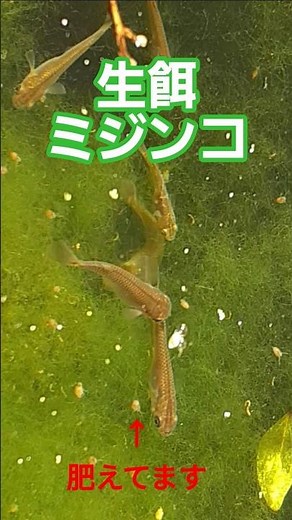 【メダカ飼育】丸々太ったミジンコを食らう #fish #aquarium #めだか #ミジンコ