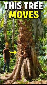 Trees That Can Walk 😳🌿 | Moving Trees Are Real #shorts #facts #nature #mystery #science
