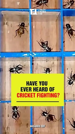 Have you ever heard of cricket fighting? #funfacts #shorts #animals