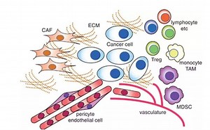 肿瘤免疫微环境及免疫浸润--IMMUPORT免疫研究相关数据库