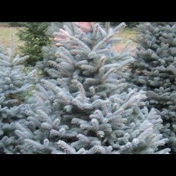 Types of Christmas Trees