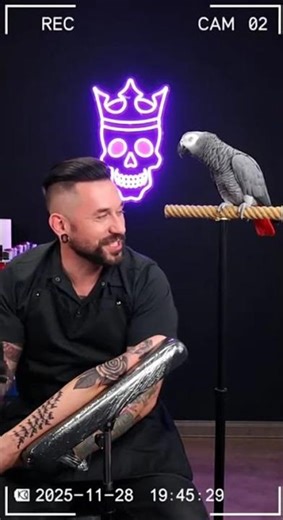 TATTOOED CELEBRITIES, ON THE BACK OF NAPKINS? #tattoo #celebrity #talkingparrots #funnyanimals #pov