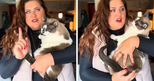 “Are You Serious?”: Woman Is Told She Might Need To Get Off Plane Over Meowing Cat