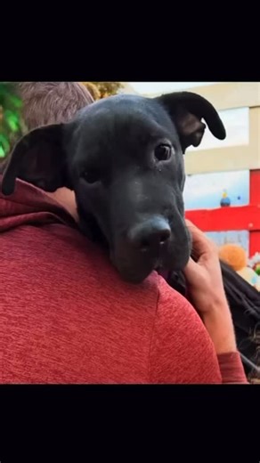 ✨ Meet Beauty ✨ From surviving the streets of Houston to learning what love truly feels like 💕 Beauty is a total dog-lover — she adores playing, snuggling, and soaking up every moment with her foster siblings. She’s just as affectionate with her humans too, always ready with hugs, kisses, and a happy little bounce. This sweet girl is full of life, joy, and gratitude. Once a stray living at a gas station and begging for scraps, Beauty’s story could have ended very differently. She was simply too