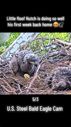 #fyp #baldeagle #eaglets #stellandirvineagles #stellandirvineagles | Bald Eagle