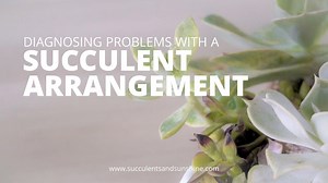 Troubleshooting Your Succulent Arrangement: Common Problems and Solutions
