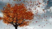 Concept Of Changing Of The Seasons From Spring To Autumn. Leaves...